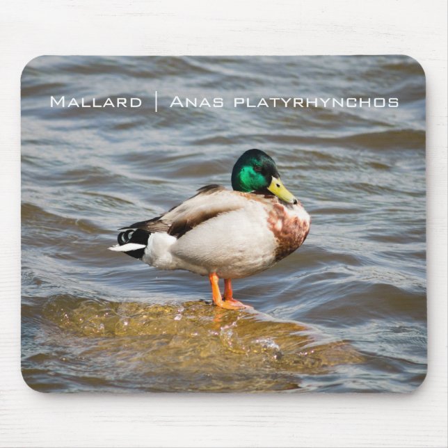 Tapis De Souris Mallard Drake (Devant)