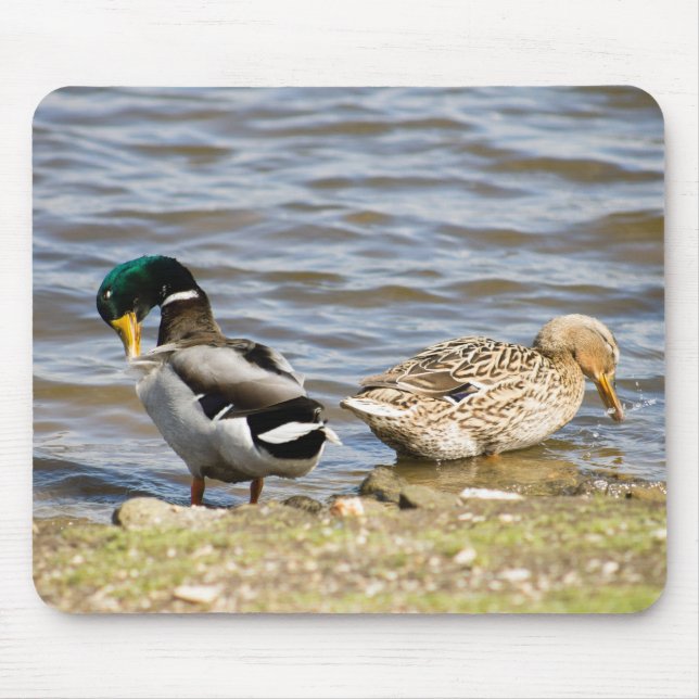 Tapis De Souris Mallard Duck Couple (Devant)