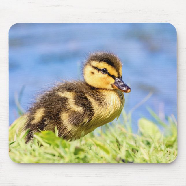 Tapis De Souris Mallard Duckling (Devant)