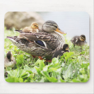 Tapis De Souris Mallard femelle entouré par des canetons