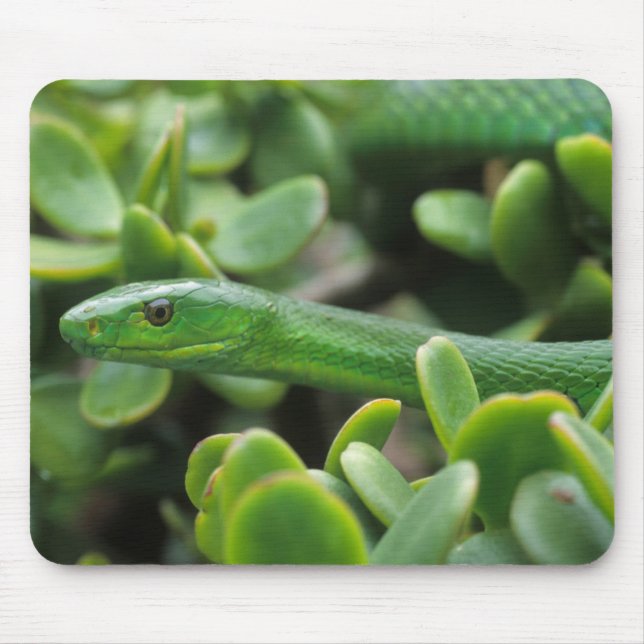 Tapis De Souris Mamba vert oriental (Dendroaspis angusticeps) (Devant)