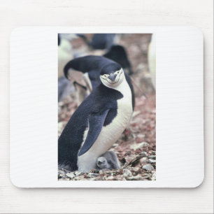 Tapis De Souris Manchot Oiseau Mignon Animal Noir Blanc Eau