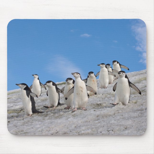 Tapis De Souris Manchots à Collier | Pygoscelis Antarctica (Devant)