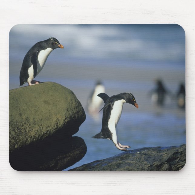 Tapis De Souris Manchots à cosses, Eudyptes chrysocome), (Devant)