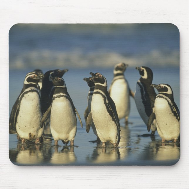 Tapis De Souris Manchots de Magellan, Spheniscus (Devant)