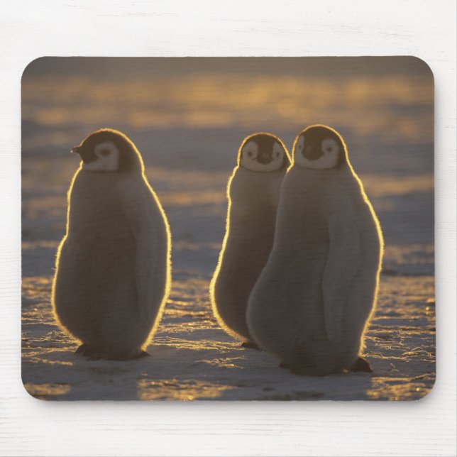 Tapis De Souris Manchots empereurs (Devant)
