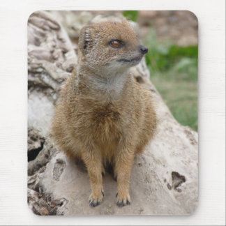 Tapis De Souris Mangouste jaune