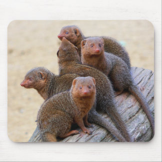 Tapis De Souris Mangoustes