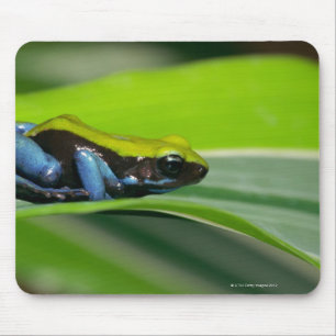 Tapis De Souris mantella Vert-soutenu