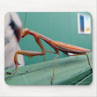 Tapis De Souris Mantis et fourmi