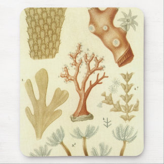 Tapis De Souris Manuel de sciences Biologie, Animaux de corail vin