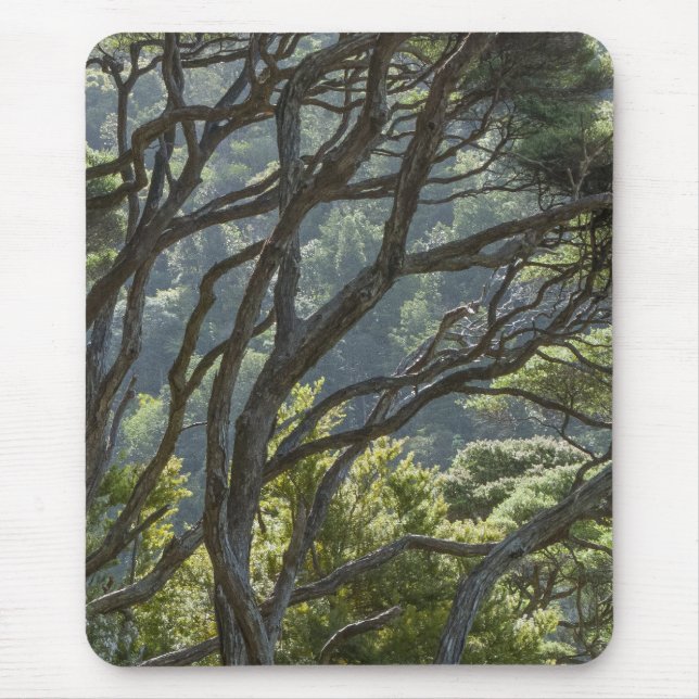 Tapis De Souris Manuka Tree Forest Nouvelle-Zélande (Devant)