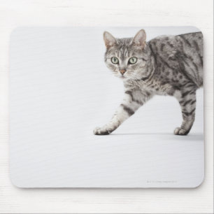 Tapis De Souris Marche de chat
