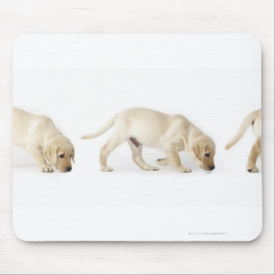 Tapis De Souris Marche de chiot de labrador retriever