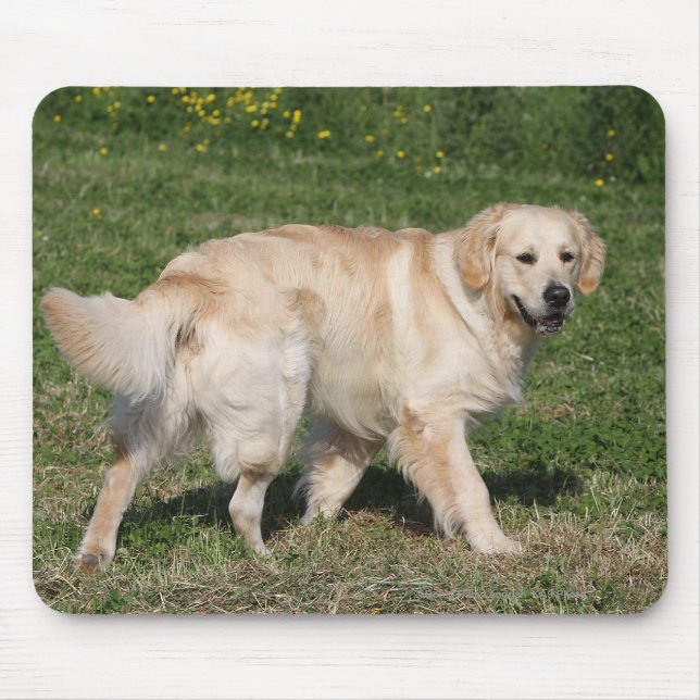 Tapis De Souris Marche de golden retriever (Devant)