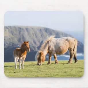 Tapis De Souris Mare avec Foal, îles Shetland, Ecosse