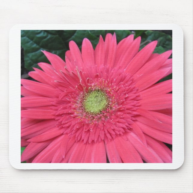 Tapis De Souris Marguerite de Gerbera (Devant)
