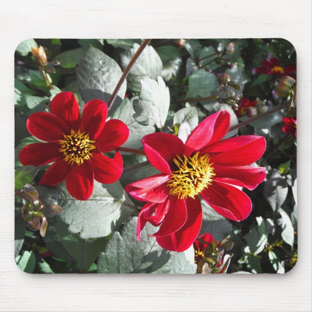 Tapis De Souris marguerite rose chaud rouge / marguerites fleurs (Devant)