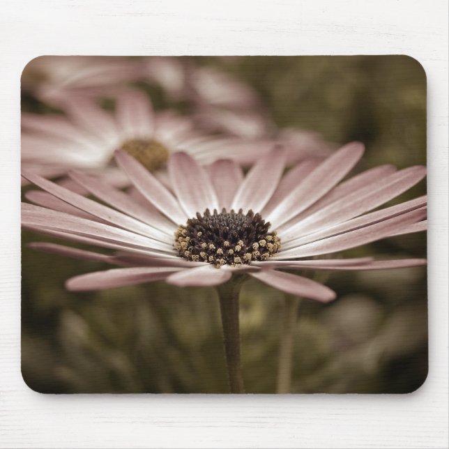 Tapis De Souris Marguerite rose macro (Devant)