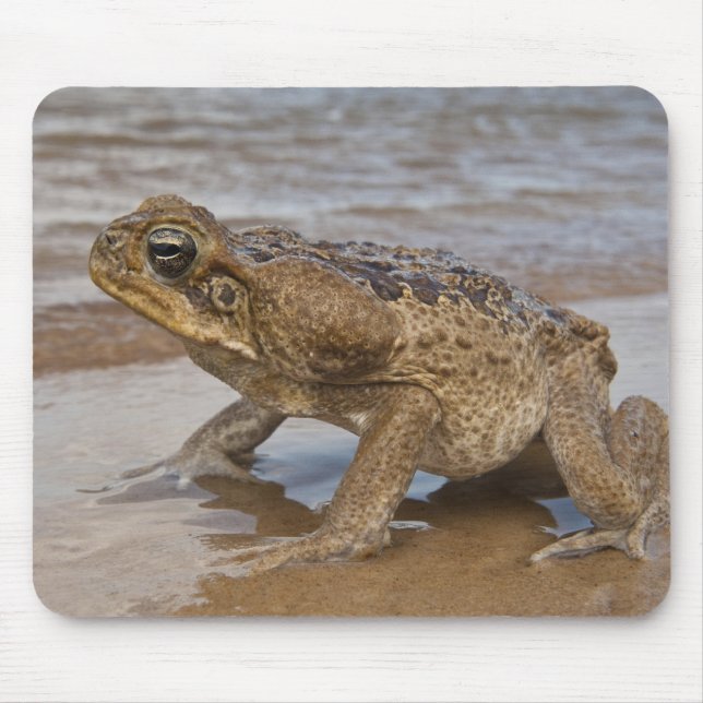 Tapis De Souris Marina de Cane Toad Rhinella, anciennement Bufo (Devant)