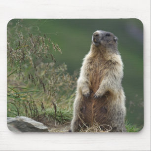 Tapis De Souris Marmota marmota