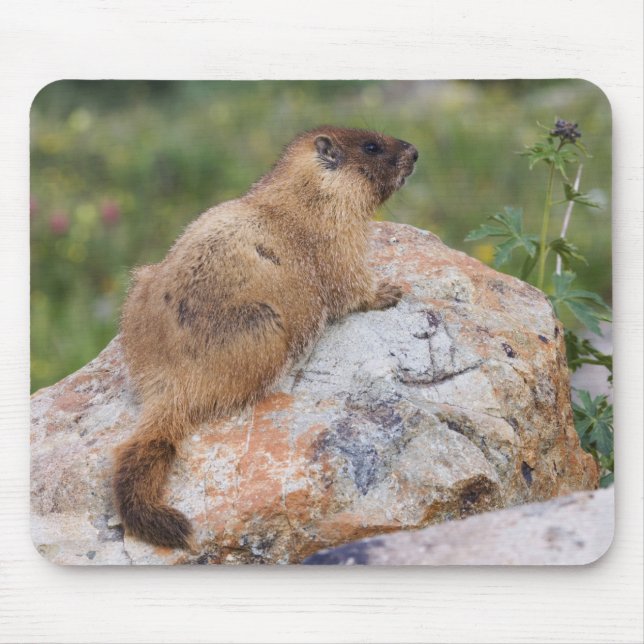 Tapis De Souris Marmotte à ventre jaune, Marmota flaviventris, (Devant)