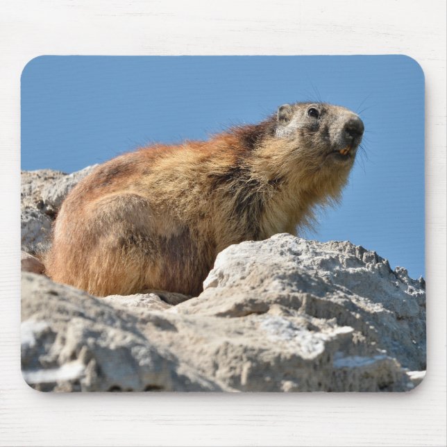 Tapis De Souris Marmotte alpine sur roche (Devant)