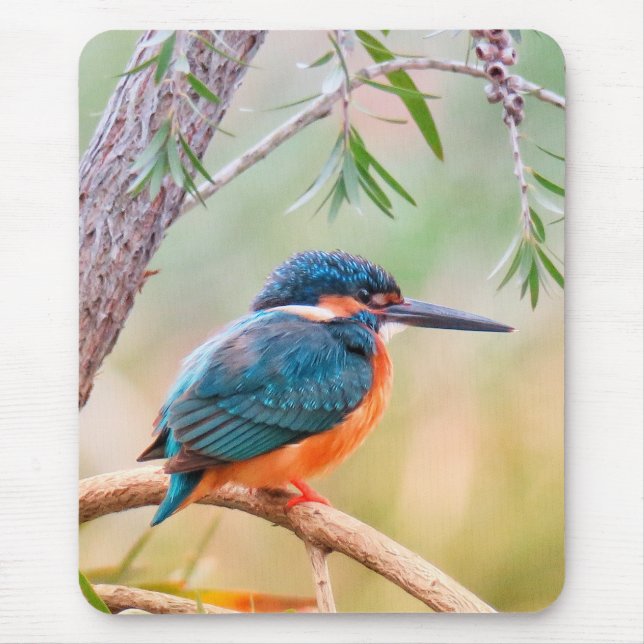 Tapis De Souris Martin-pêcheur perché sur une branche (Devant)