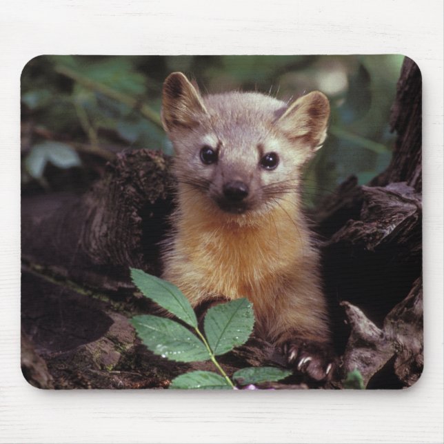 Tapis De Souris Martre de pin mignon Mousepad (Devant)