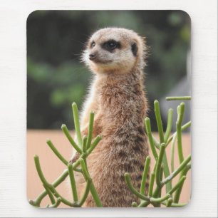 Tapis De Souris Meerkat