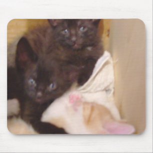 Tapis De Souris Meow Cats 38 Mousepad