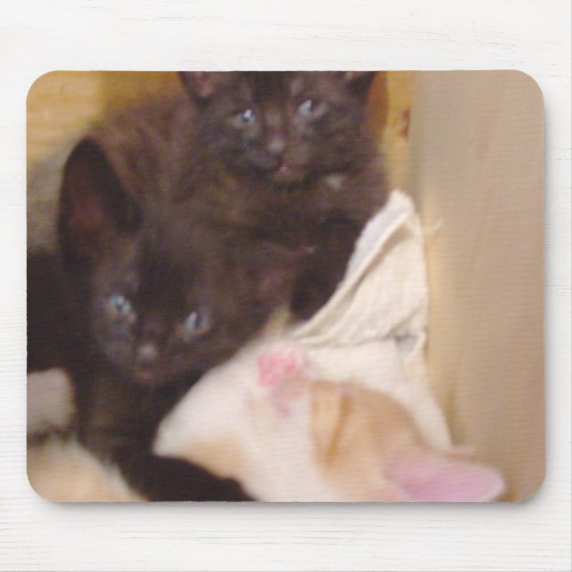 Tapis De Souris Meow Cats 38 Mousepad (Devant)