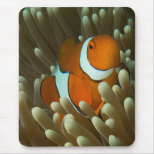 Tapis De Souris Mer de corail mignonne de Clownfish la Grande