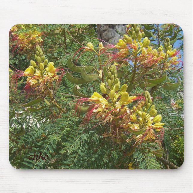 Tapis De Souris Merak (Devant)