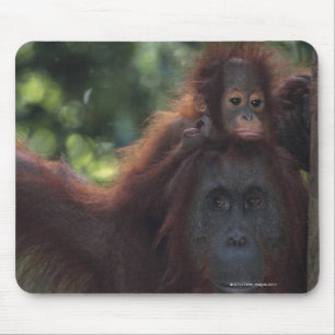 Tapis De Souris Mère d'orang-outan avec le bébé