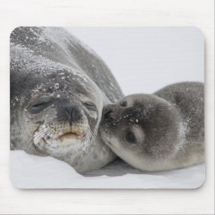 Tapis De Souris Mère Et Bébé Seal Love