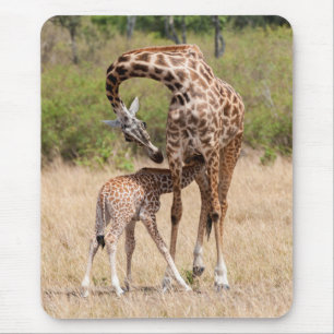 Tapis De Souris Mère girafe et bébé au Kenya