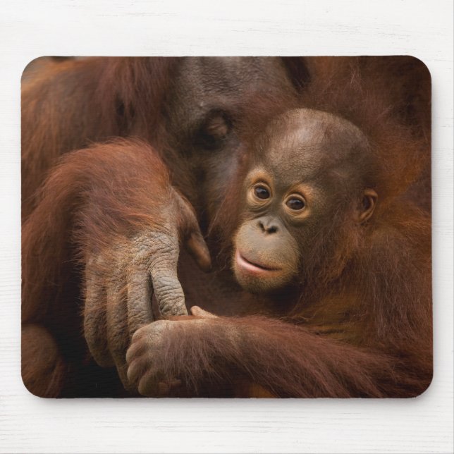Tapis De Souris Mère orang-outan et bébé au zoo (Devant)