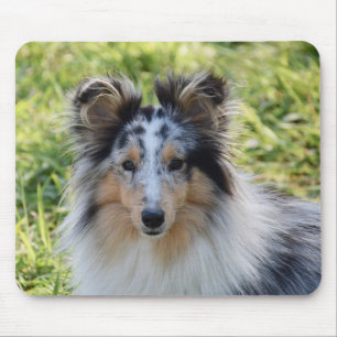 Tapis De Souris Merle Shetland Sheepdog - Sheltie Dog