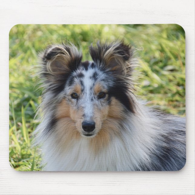 Tapis De Souris Merle Shetland Sheepdog - Sheltie Dog (Devant)