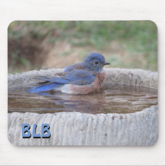 Tapis De Souris Merlebleu montagnard dans le bain d'oiseaux vos in