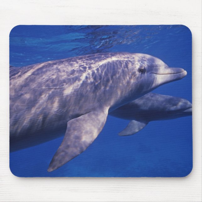 Tapis De Souris Mexique, Cozumel. Dauphin en bouteille, Tursiops 2 (Devant)