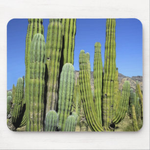 Tapis De Souris Mexique, Sonora, San Carlos. Saguaro et orgue