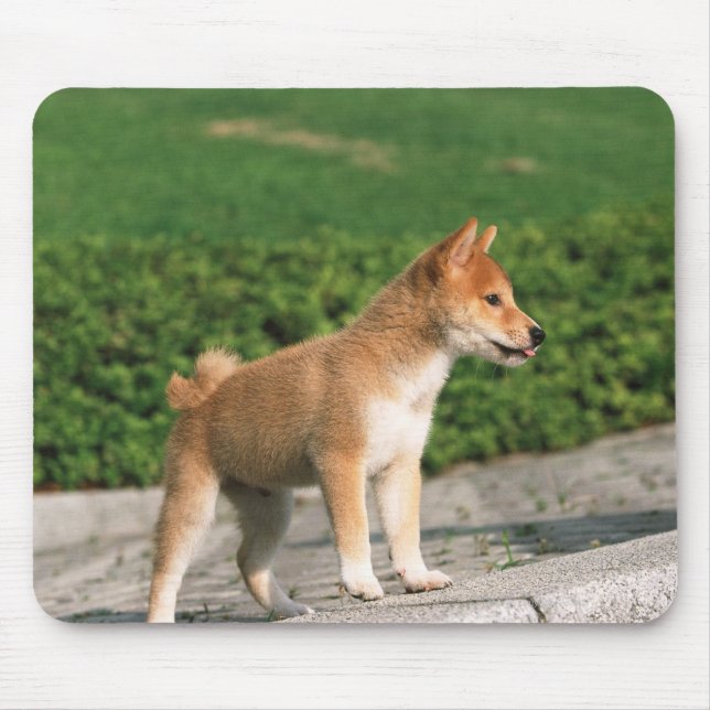 Tapis De Souris Midget Shiba 2 japonais (Devant)