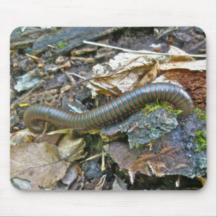Tapis De Souris Mille-pattes (Narceus américanus) Mousepad