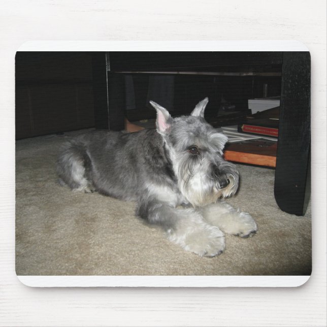 Tapis De Souris Mini_Schnauzer pose (Devant)