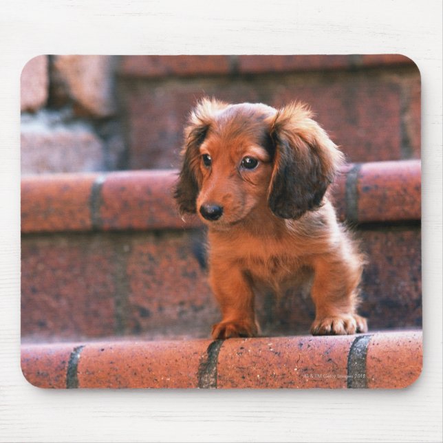 Tapis De Souris Miniature Dachshund (Devant)