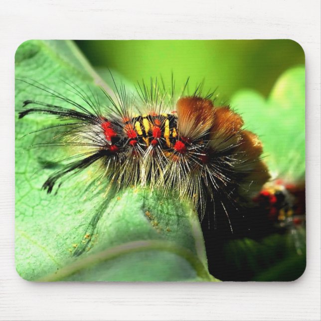 Tapis De Souris Mite de touffe d'île d'Anacapa Caterpillar (Devant)