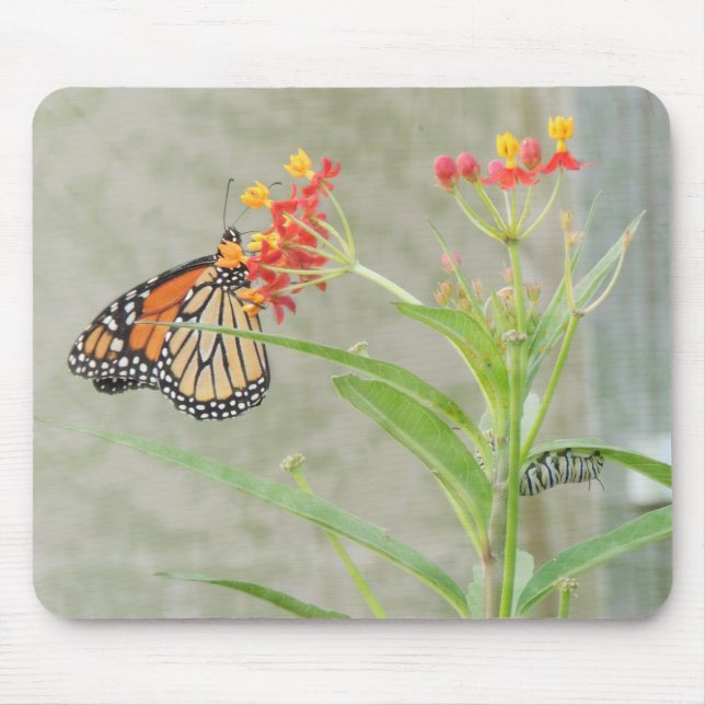 Tapis De Souris Monarch Butterfly et Caterpillar (Devant)