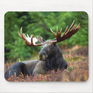 Tapis De Souris Moooose !